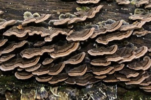 Te Latte Café - Cápsulas de Trametes versicolor (Kawaratake) o Cola de Pavo