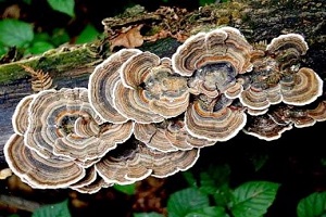 Te Latte Café - Cápsulas de Trametes versicolor (Kawaratake) o Cola de Pavo