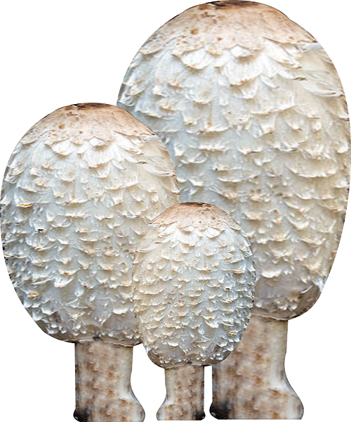 Te Latte Café - Cápsulas de Coprinus comatus (COPRINUS)