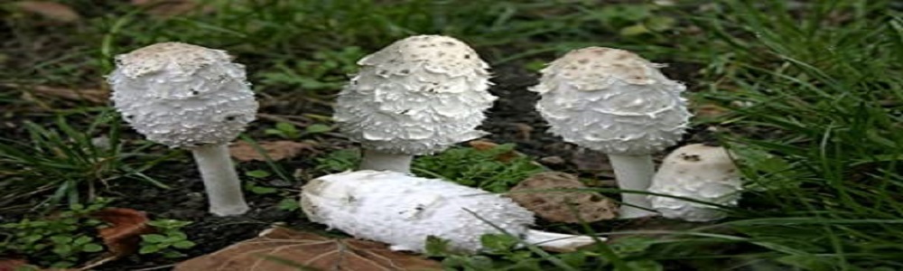 Te Latte Café - Cápsulas de Coprinus comatus (COPRINUS)