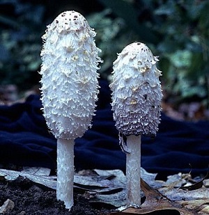 Te Latte Café - Cápsulas de Coprinus comatus (COPRINUS)