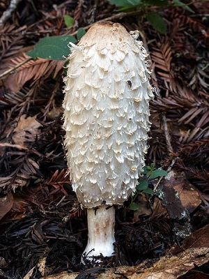 Te Latte Café - Cápsulas de Coprinus comatus (COPRINUS)