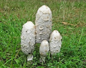 Te Latte Café - Cápsulas de Coprinus comatus (COPRINUS)