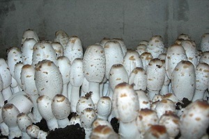 Te Latte Café - Cápsulas de Coprinus comatus (COPRINUS)