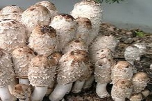 Te Latte Café - Cápsulas de Coprinus comatus (COPRINUS)