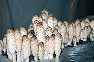 Te Latte Café - Cápsulas de Coprinus comatus (COPRINUS)