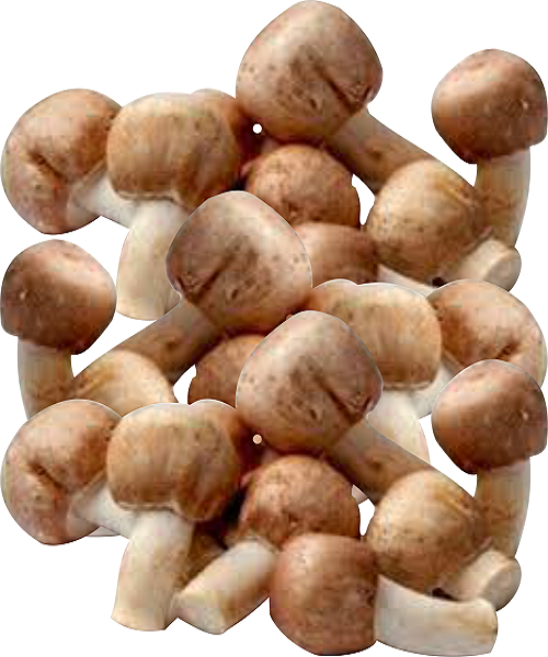 Te Latte CaféElixir de Agaricus blazei (HONGO DEL SOL)