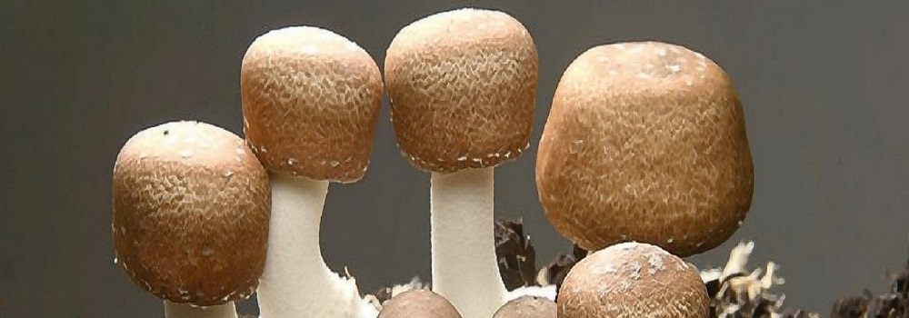 Te Latte CaféElixir de Agaricus blazei (HONGO DEL SOL)