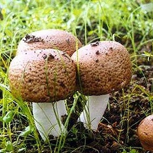 Te Latte CaféElixir de Agaricus blazei (HONGO DEL SOL)