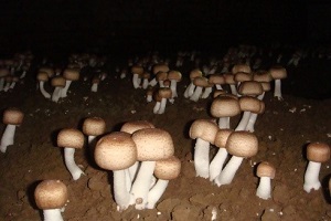 Te Latte CaféElixir de Agaricus blazei (HONGO DEL SOL)