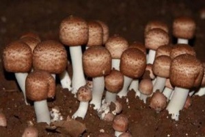 Te Latte CaféElixir de Agaricus blazei (HONGO DEL SOL)