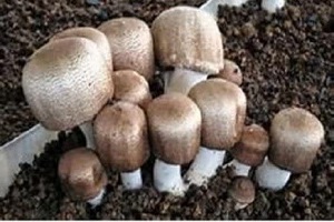 Te Latte CaféElixir de Agaricus blazei (HONGO DEL SOL)