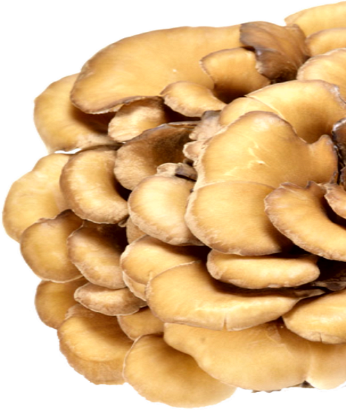 Te Latte CaféElixir de Grifola frondosa (MAITAKE)