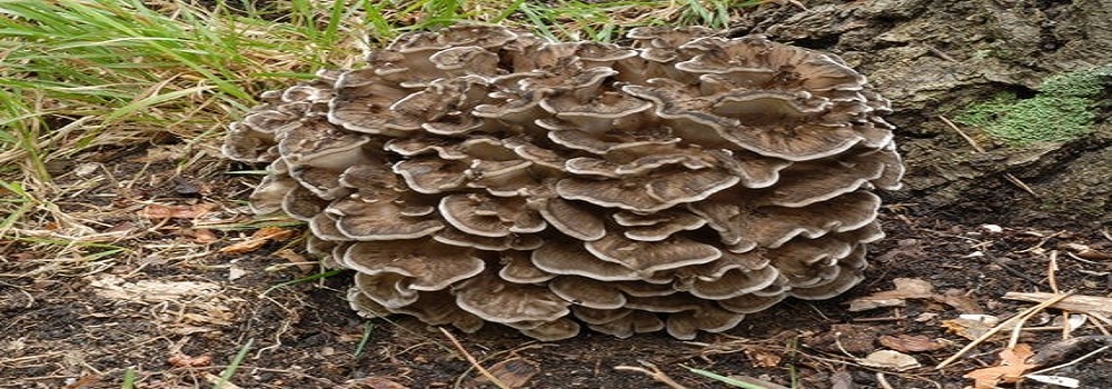 Te Latte CaféElixir de Grifola frondosa (MAITAKE)
