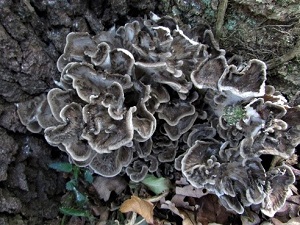 Te Latte CaféElixir de Grifola frondosa (MAITAKE)
