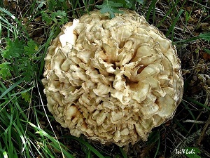 Te Latte CaféElixir de Grifola frondosa (MAITAKE)