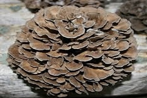 Te Latte CaféElixir de Grifola frondosa (MAITAKE)