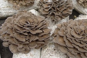 Te Latte CaféElixir de Grifola frondosa (MAITAKE)