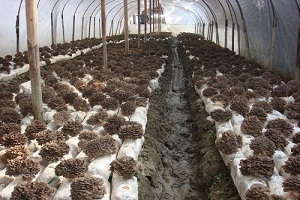 Te Latte CaféElixir de Grifola frondosa (MAITAKE)