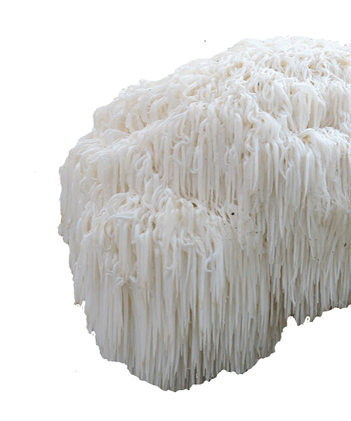 Te Latte CaféElixir de Hericium erinaceus (MELENA DE LEÓN)