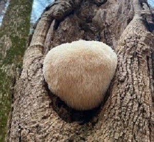 Te Latte CaféElixir de Hericium erinaceus (MELENA DE LEÓN)