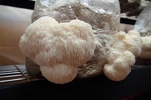 Te Latte CaféElixir de Hericium erinaceus (MELENA DE LEÓN)