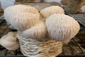 Te Latte CaféElixir de Hericium erinaceus (MELENA DE LEÓN)