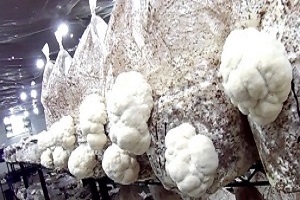 Te Latte CaféElixir de Hericium erinaceus (MELENA DE LEÓN)