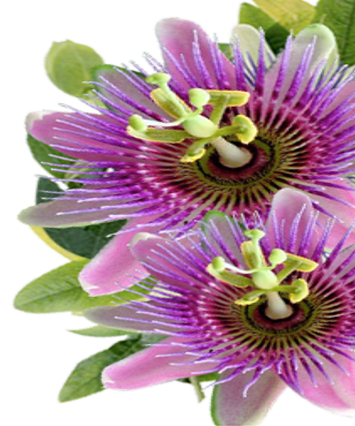 Te Latte CaféElixir de Passiflora incarnata (PASSIFLORA)