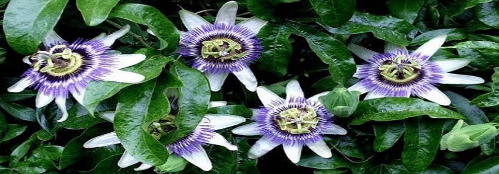 Te Latte CaféElixir de Passiflora incarnata (PASSIFLORA)