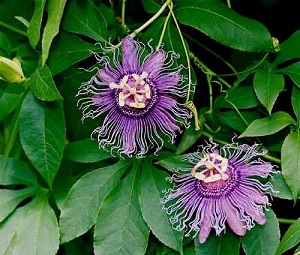 Te Latte CaféElixir de Passiflora incarnata (PASSIFLORA)