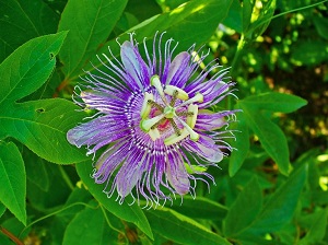 Te Latte CaféElixir de Passiflora incarnata (PASSIFLORA)