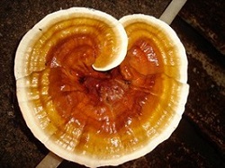 Te Latte Café - cáncer colorrectal