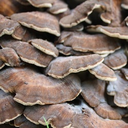 Te Latte Café - Obesidad