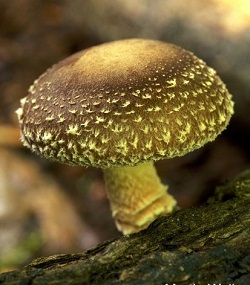 Te Latte Café - Trombosis