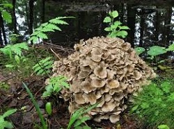 Te Latte Café - Gripe