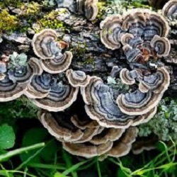 Te Latte Café - Sinusitis