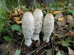 Te Latte Café - Diabetes Mellitus