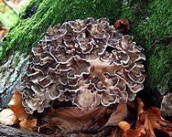 Te Latte Café - cáncer colorrectal