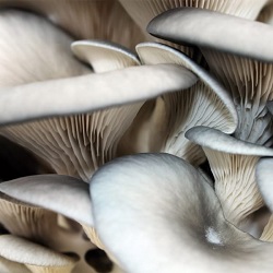 Te Latte Café - cáncer colorrectal