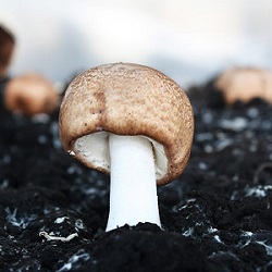 Te Latte Café - cáncer colorrectal