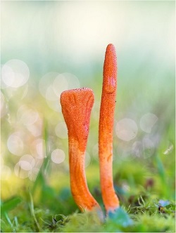 Te Latte Café - bronquitis