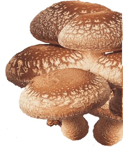 Te Latte CaféElixir de Lentinula edodes (SHIITAKE)
