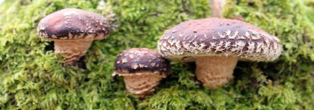 Te Latte CaféElixir de Lentinula edodes (SHIITAKE)