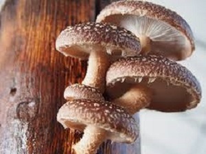 Te Latte CaféElixir de Lentinula edodes (SHIITAKE)