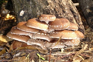 Te Latte CaféElixir de Lentinula edodes (SHIITAKE)