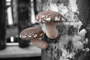 Te Latte CaféElixir de Lentinula edodes (SHIITAKE)